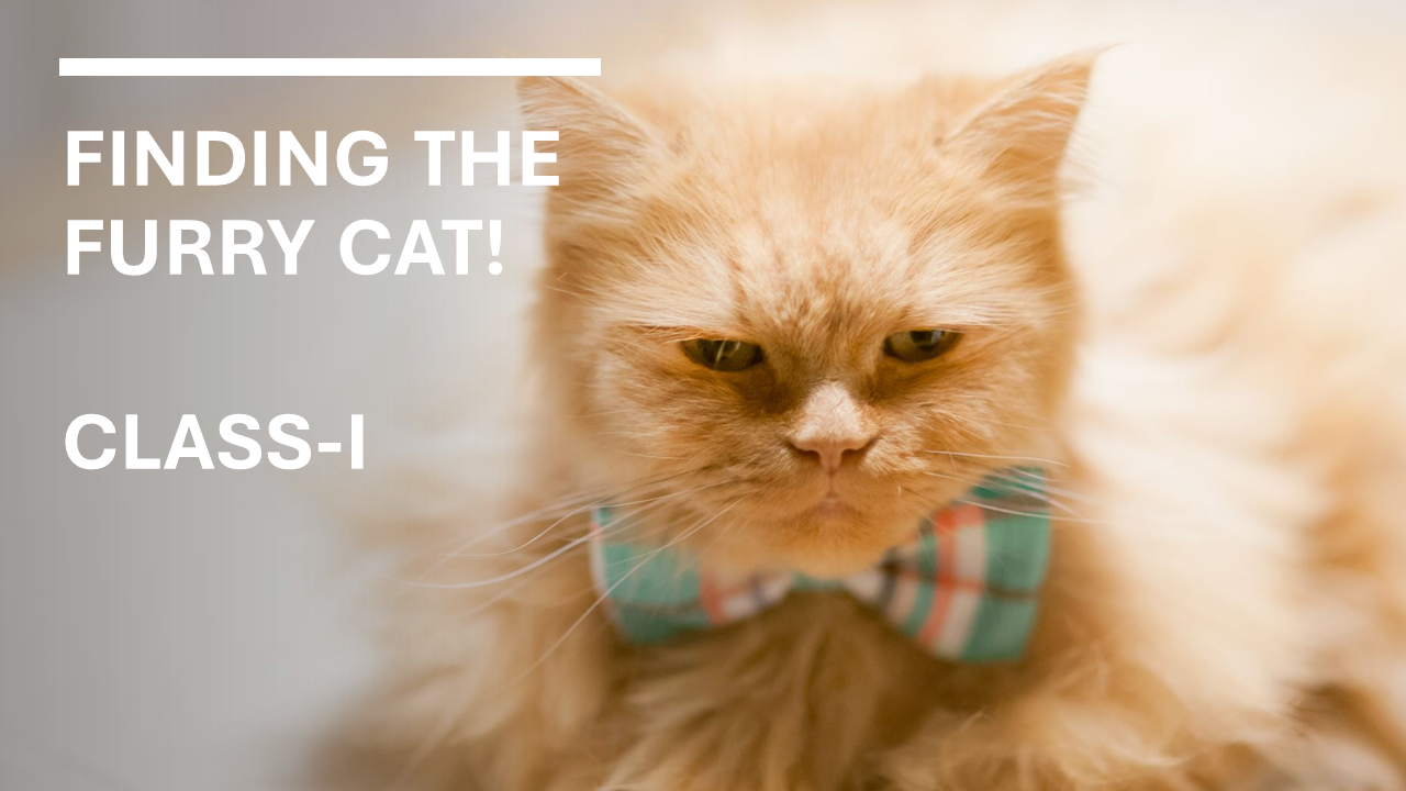 Finding the  Furry Cat!